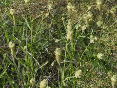 Ptilotus polystachyus, photograph (c) Chantel McWilliam, some rights reserved (CC BY)