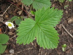 Fragaria vesca americana