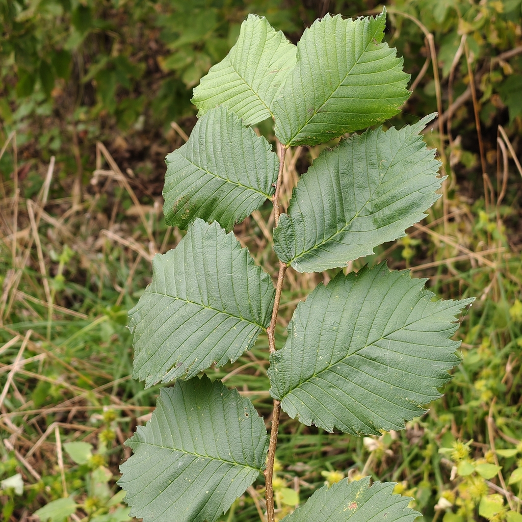 Ulmus laevis; photograph (c) Полина Полежанкина, some rights reserved (CC BY)