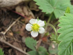 Fragaria vesca americana