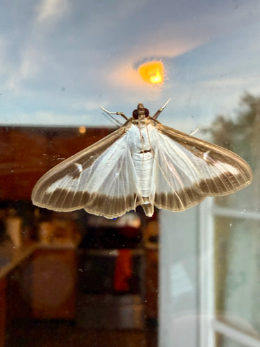 Box Tree Moth