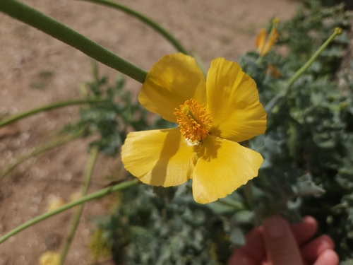 Yellow Horned Poppy