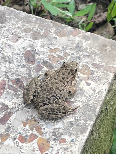 Marsh Frog