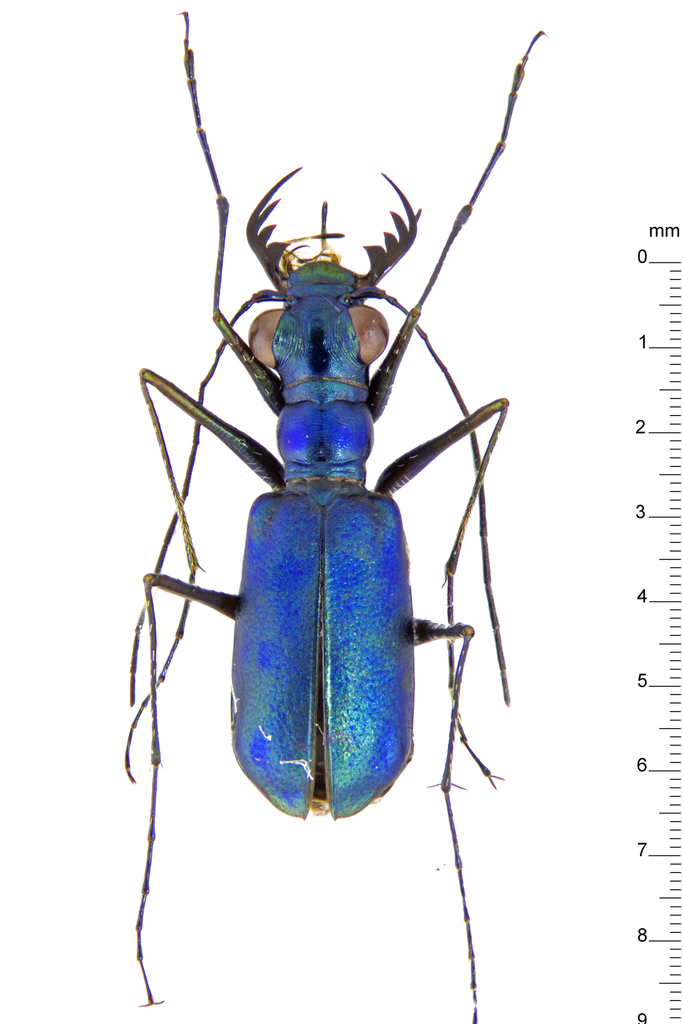 Cylindera macrodonta