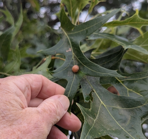 Oak Leaf Gall Midge