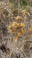Carlina corymbosa, photograph (c) purplekate, some rights reserved (CC BY)