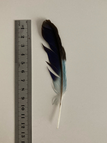 Plume de Rollier d'Europe