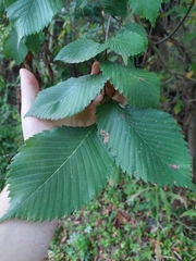 (c) Viktor Strenada, some rights reserved (CC BY) Ulmus laevis, photograph (c) Viktor Strenada, some rights reserved (CC BY)