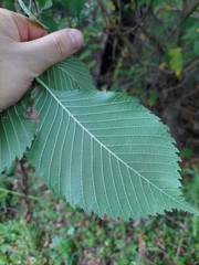 (c) Viktor Strenada, some rights reserved (CC BY) Ulmus laevis, photograph (c) Viktor Strenada, some rights reserved (CC BY)