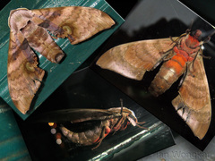 Daphnusa ocellaris