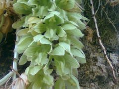 Clowesia