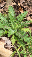 Cirsium pumilum