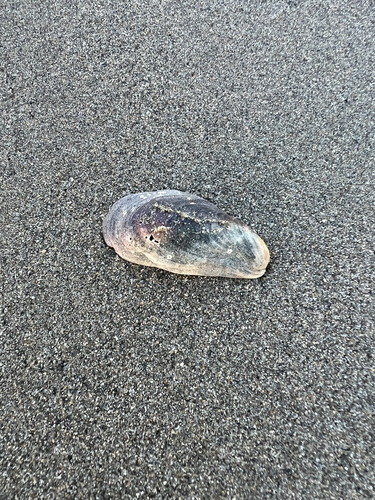 Modiolus areolatus, 2026-09-11