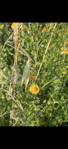 Common Fleabane