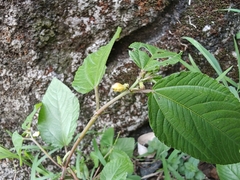 Corchorus aestuans