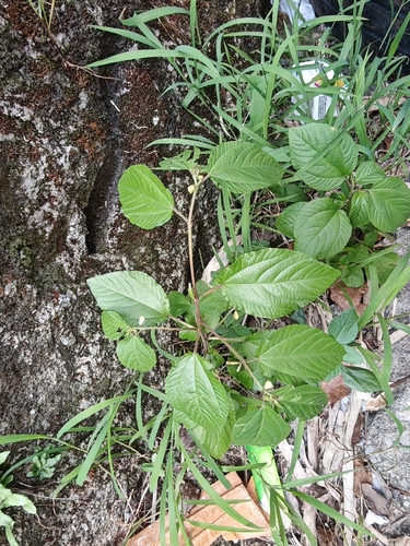 Corchorus aestuans, photograph 1
