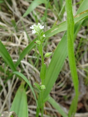 Myosotis verna