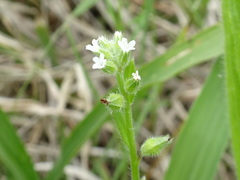 Myosotis verna