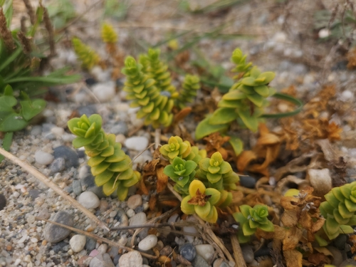 Sea Sandwort