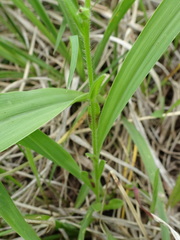 Myosotis verna