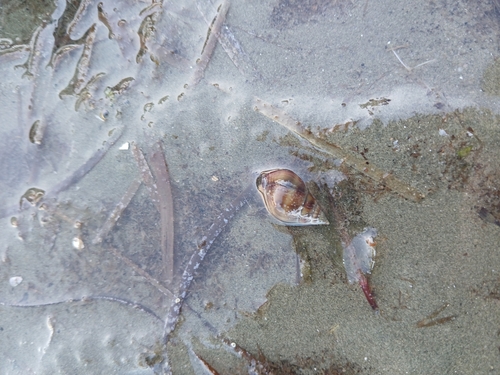 Nassarius dorsatus observed 2026-09-11