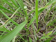 Myosotis verna