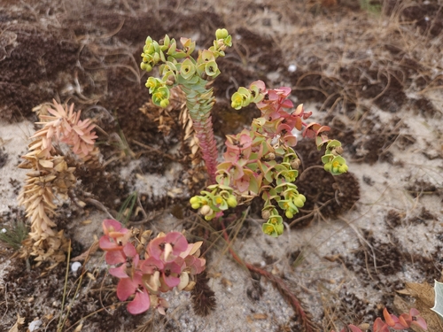 Sea Spurge