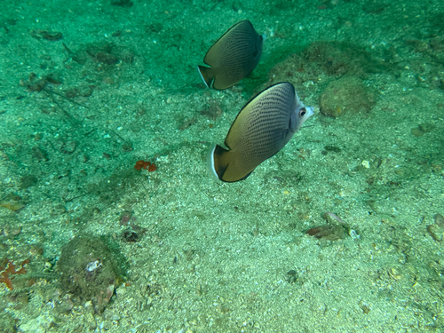 Chaetodon nigropunctatus observed 2026-09-11