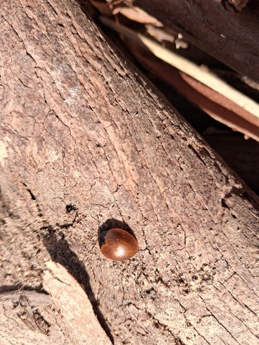 Aegithus clavicornis