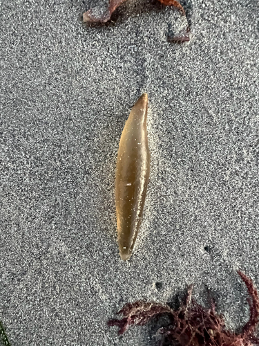 Chrysymenia observed 2026-09-11