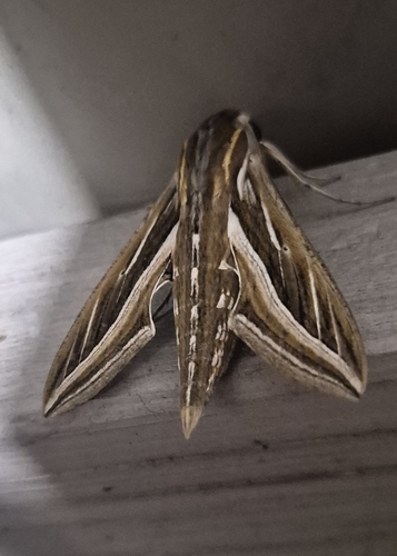 Vine Hawkmoth