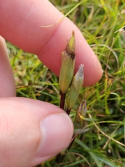 Gentianella campestris, photograph (c) James Cunningham, some rights reserved (CC BY)
