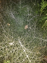 Foeniculum vulgare dulce