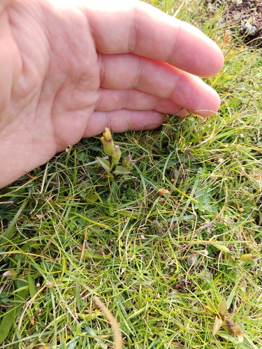 Gentianella campestris, photograph 4