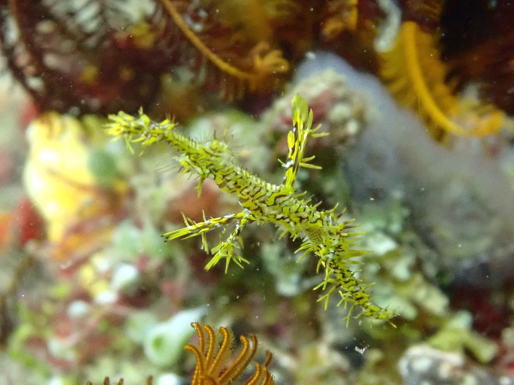 Ghost Pipefish