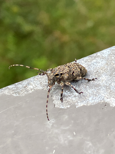 Mesosa myops