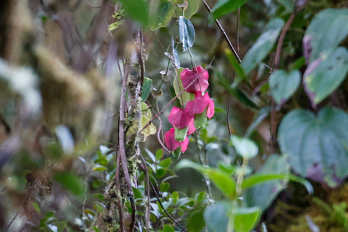 Passiflora membranacea, photograph 1