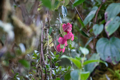 (c) Tom Field, some rights reserved (CC BY) Passiflora membranacea, photograph (c) Tom Field, some rights reserved (CC BY)