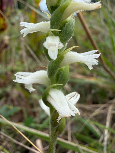 Sphinx ladies’ tresses