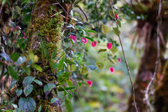 (c) Tom Field, some rights reserved (CC BY) Passiflora membranacea, photograph (c) Tom Field, some rights reserved (CC BY)
