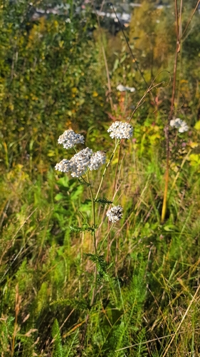 common yarrow