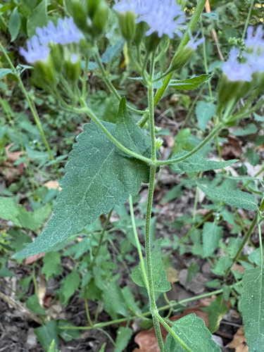 Fleischmannia incarnata, photograph 2