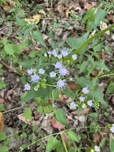 Fleischmannia incarnata