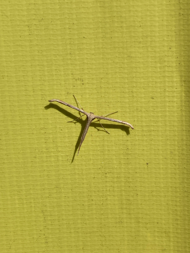 Morning-glory Plume Moth
