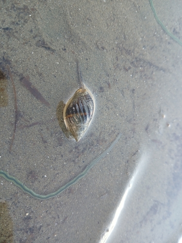 Nassarius pullus observed 2026-09-11