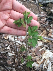 Ribes hirtellum