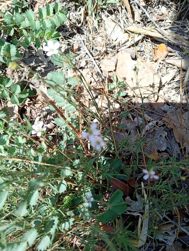 Tunicflower