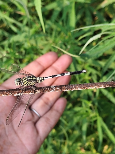 Slender Skimmer