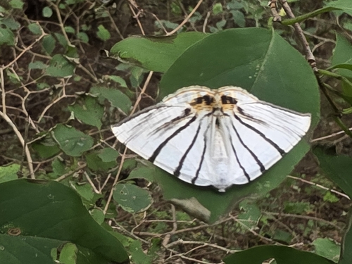 Myrteta angelica
