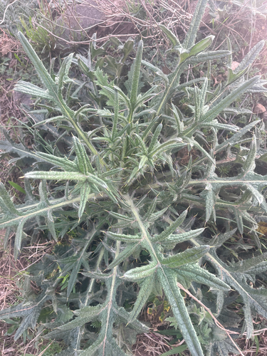 Bull Thistle